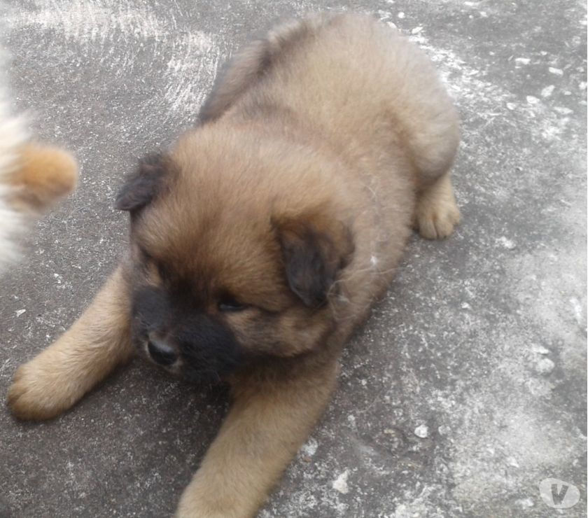 Vendo lindos chow chow