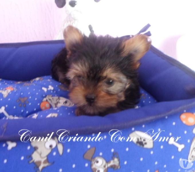 YorkShire Terrier Filhotes de Excelente Linhagem