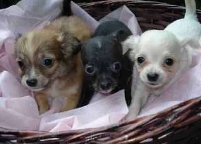 Chihuahua lindos e maravilhosos filhotes