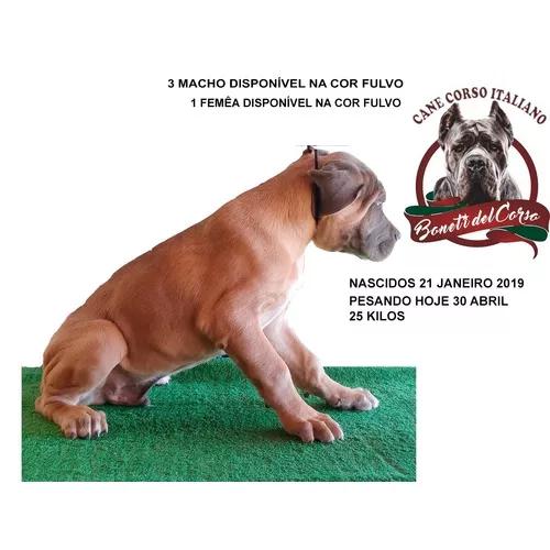 Filhote De Cane Corso Italiano 12vezes S/juros