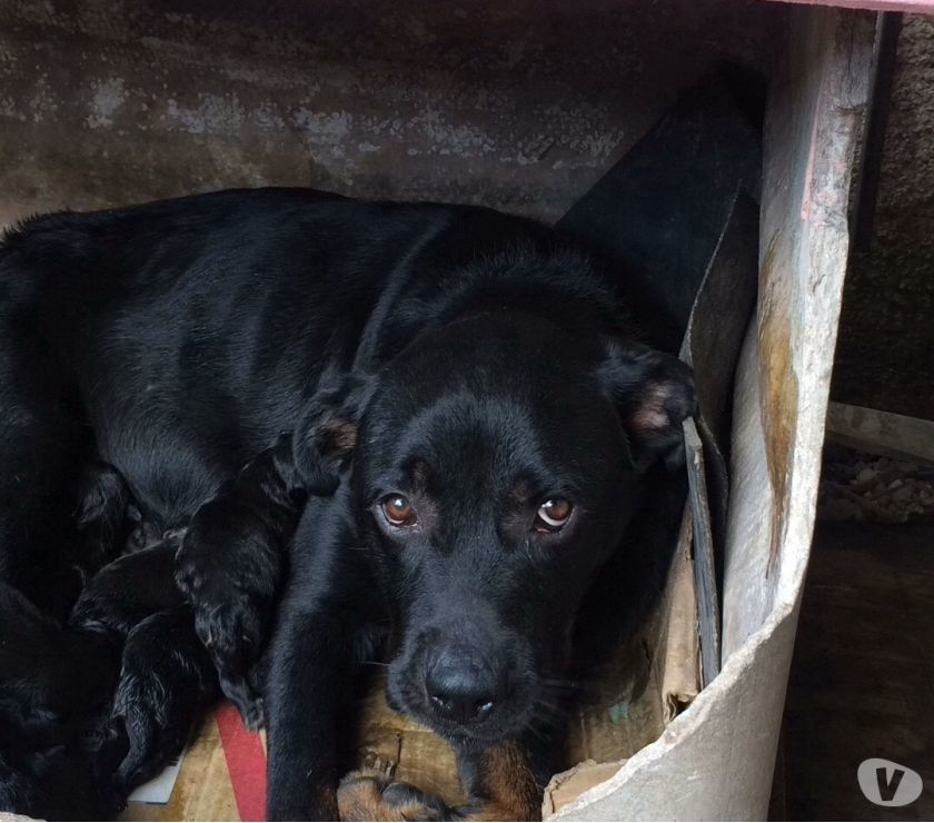 Filhotes de Rottweilers