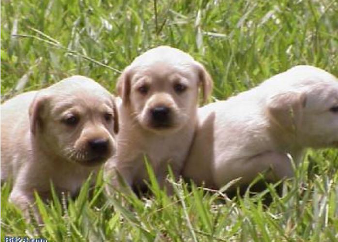 Labrador lindos e graciosos filhotes