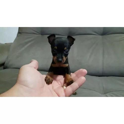 Pinscher N 0 Filhotes