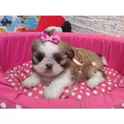 Shihtzu F