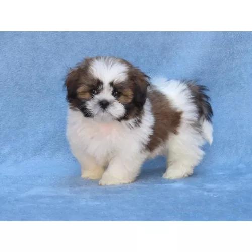 Shitzu Micro Macho Muito Lindo Filhote Shihtzu / Shih Tzu