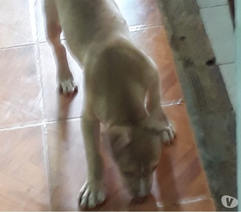 Vendo filho de bitbull
