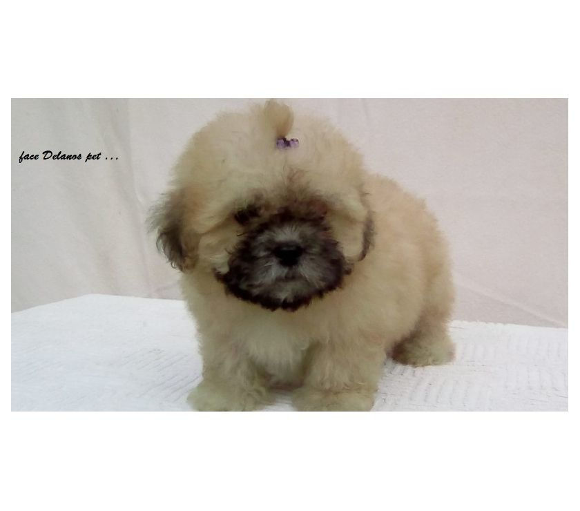 lhasa apso canil delanos pet garanta hoje seu bebe !