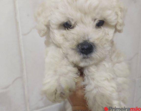 Lindo filhote da raça poodle micro toy