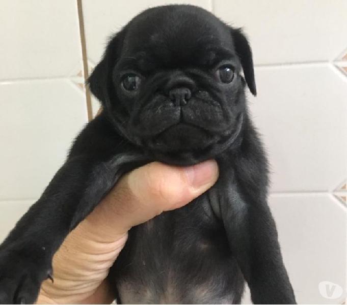 Pug Fêmea Preta 1.800,00 30 dias