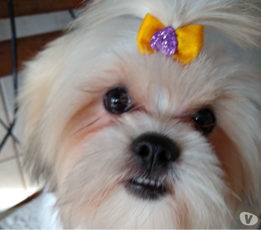Vendo casal de Lhasa Apso