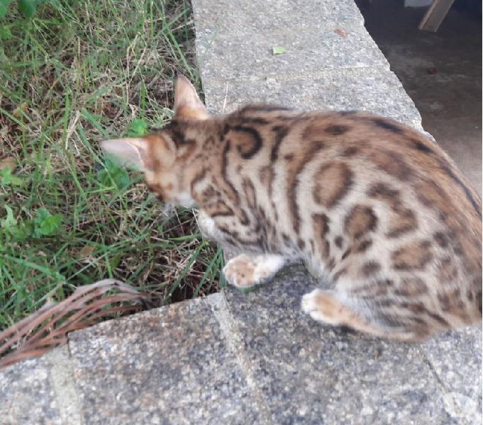 Filhote de Gato Bengal