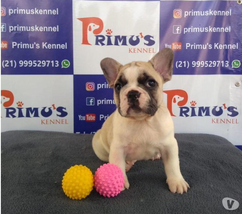 FILHOTES DE BULDOG FRANCÊS (PRIMU'S KENNEL)