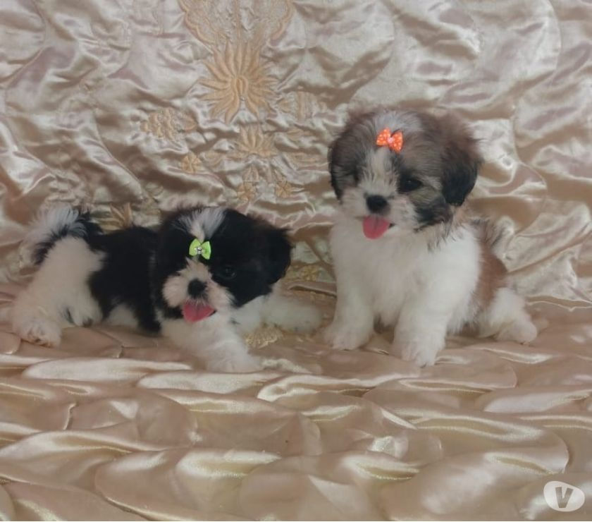 Lindas Lhasa Apso Fêmeas