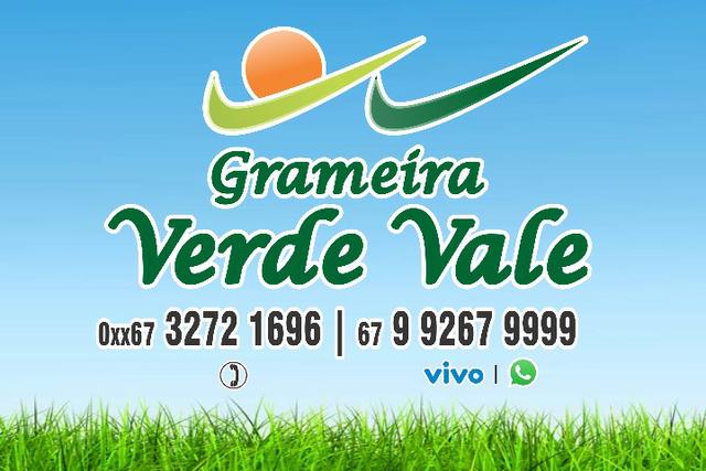 Grama Esmeralda (A partir) R3,00m² Leia o anúncio