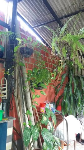 Plantas