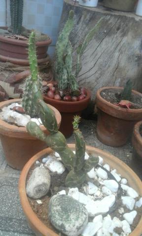 Troco