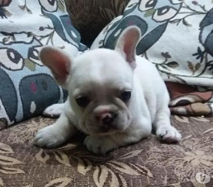 Bulldog Francês