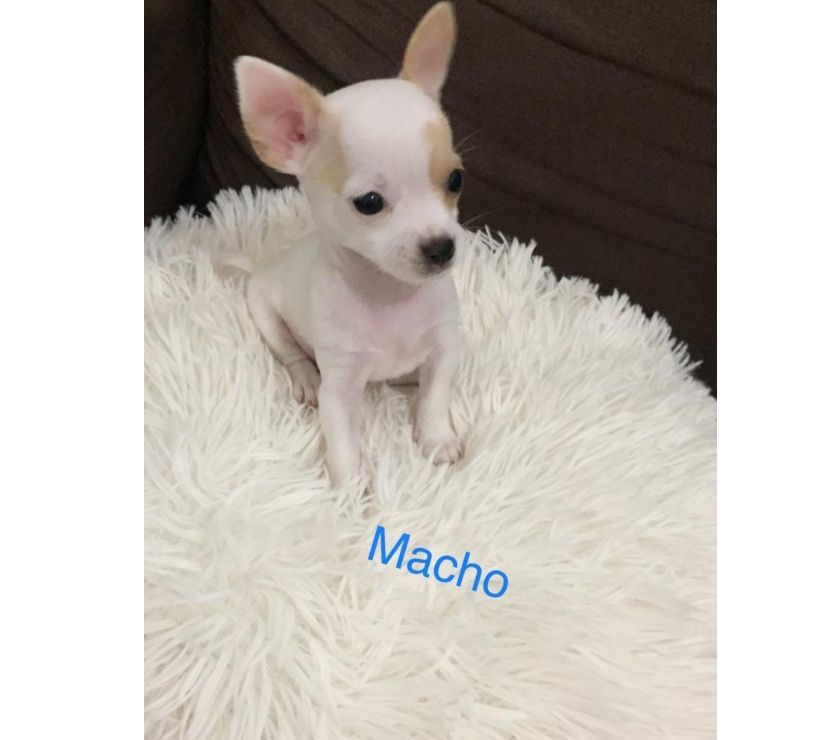 Chihuahua