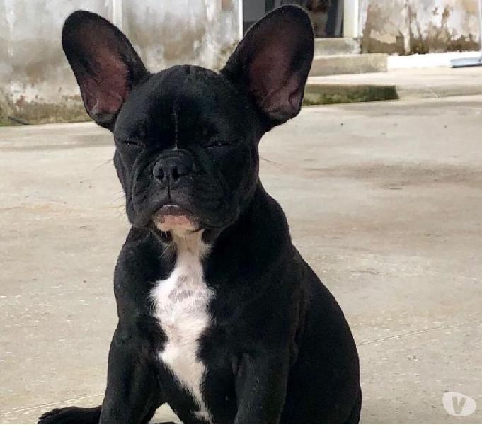 Filhotes de Bulldog Francês - Pai Campeão