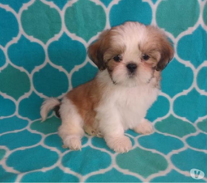 Maravilhos Lhasa Apso Macho