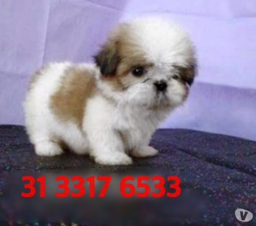 Filhotes de shih tzu legitimos oportunidade unica!