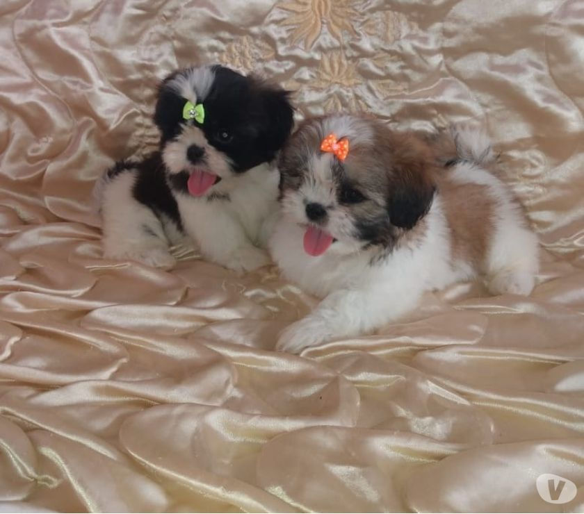 Lindas Lhasa Apso Fêmeas