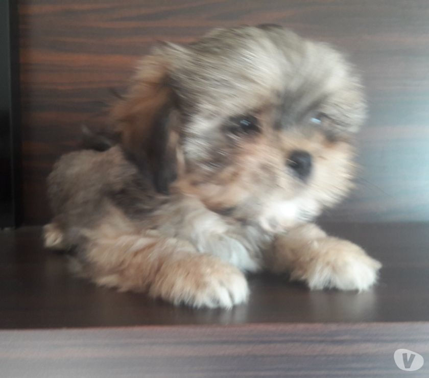 Filhotes Lhasa Apso Fêmea