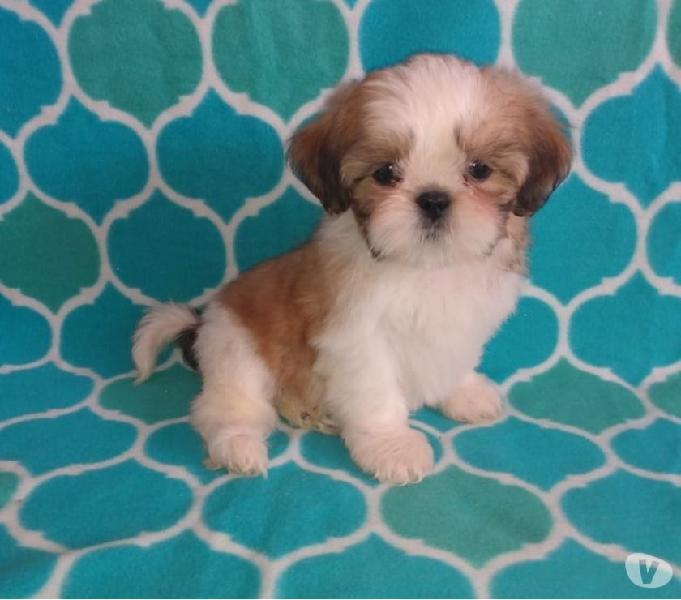 Maravilhos Lhasa Apso Macho