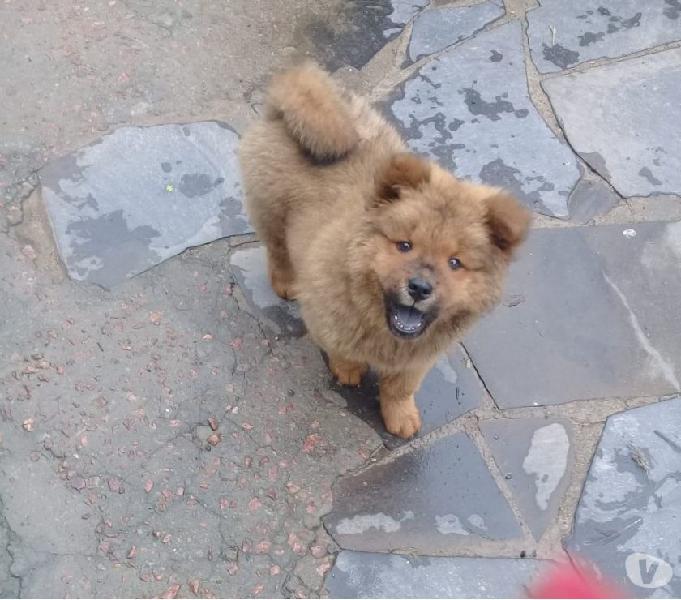 Chow chow fêmea