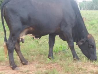 Vaca leiteira regiao de jaraguari