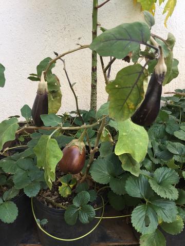 Berinjela Produzindo no Vaso com Morango