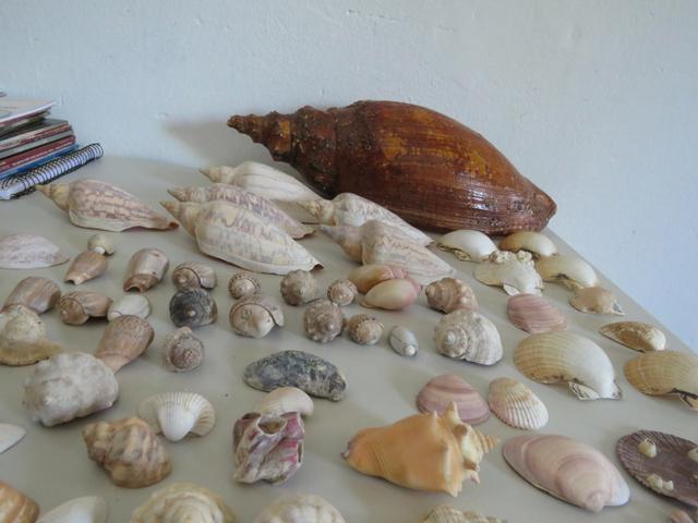 Coleção de Conchas