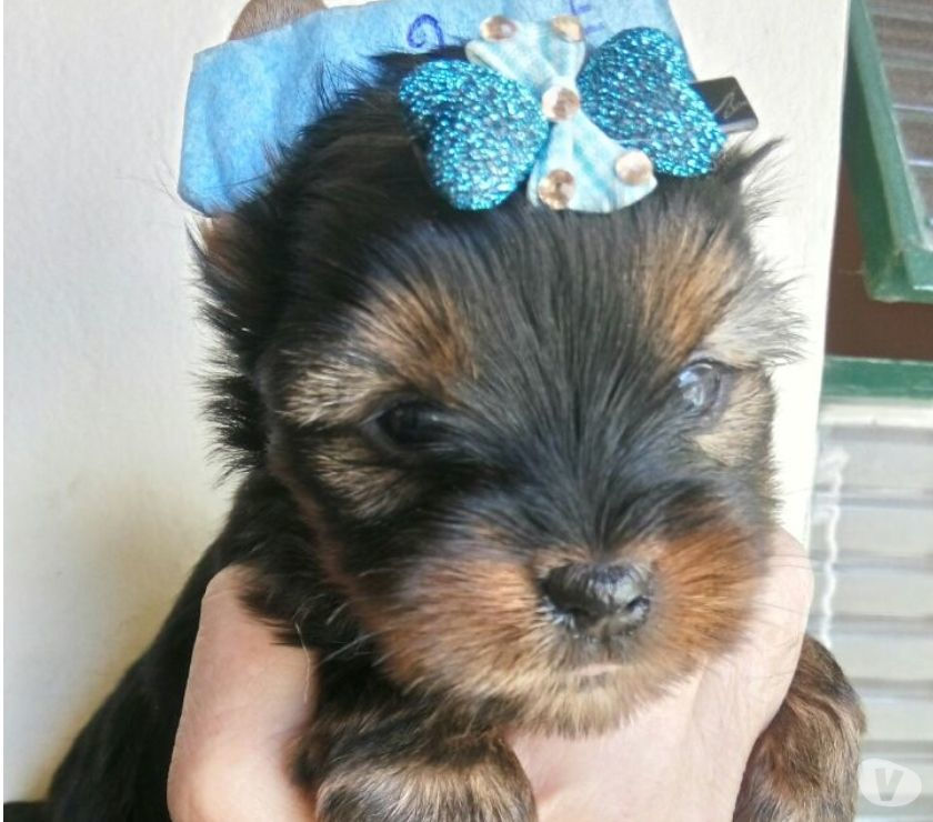 Filhotes Yorkshire Terrier