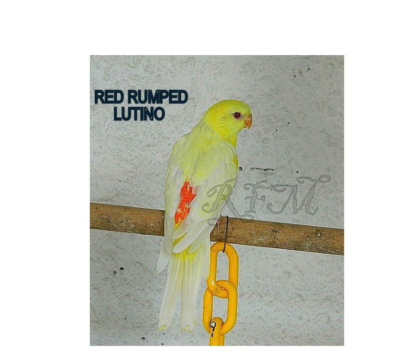 Red Rumped Lutino