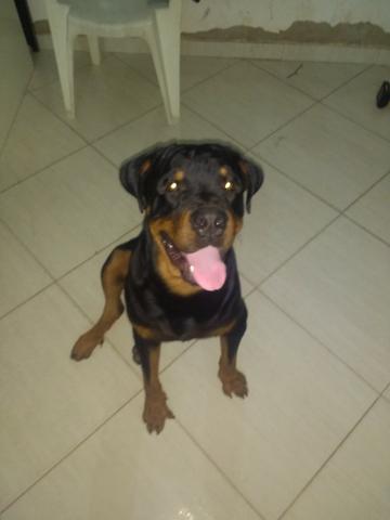 A procura de uma rottweiler fêmea pra cruzar