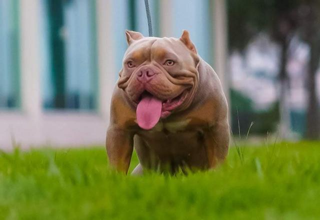 American Bully