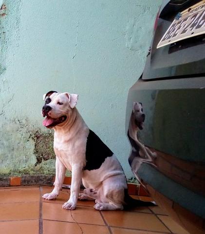 American Bully