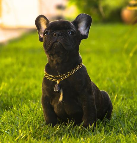 Bulldog Francês - excelente pedigree