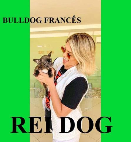 Bulldog Francês macho com Pedigree - REI DOG