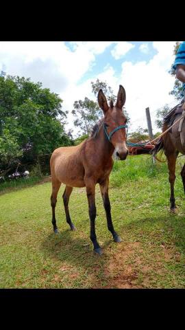 Burro marchador