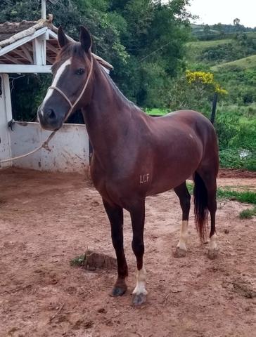 Cavalo Castrado Campeão Registrado Pista Mangalarga