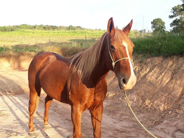 Cavalo quarto de milha