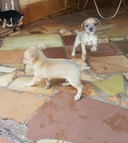 Chihuahua com pinscher, bem pequenos  entregamos