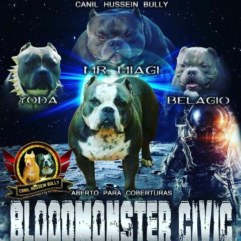 Civic Bloodmoster ??
