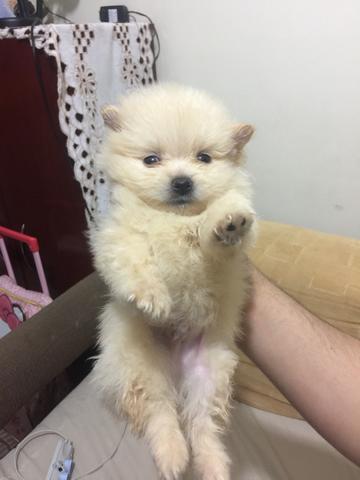 Disponíveis!!! Spitz Alemão ANÃO pedigree aceito cartão