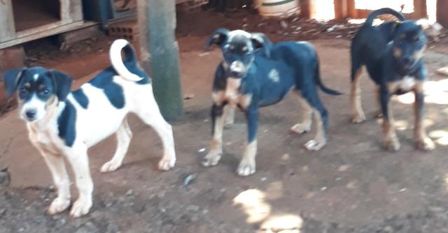 Doação de filhotes de cachorro em igarapava, sp 016