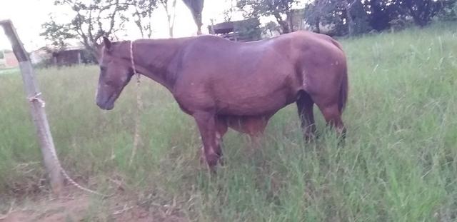 Egua parida muito linda mansa pra andar vai com uma linda