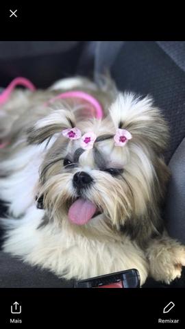 Filhote Shihtzu porte pequeno macho e fêmea