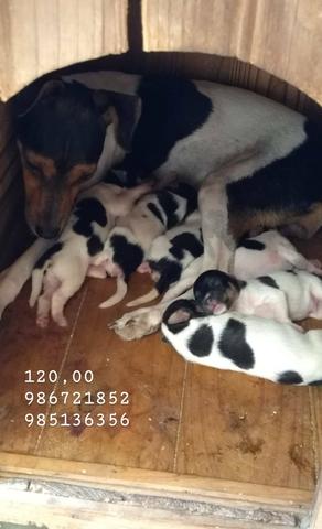 Filhotes Fox Paulistinha, sua chance de ter um cachorrinho