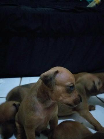 Filhotes de Pinscher número 2